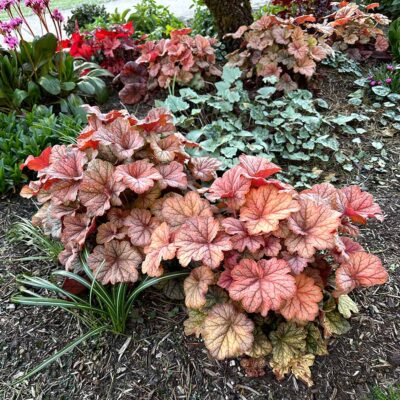 Heuchera 'Changeling' Heuchera 'Changeling'