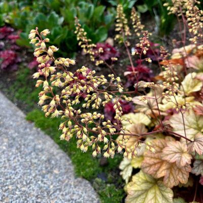 Heuchera 'Changeling' Heuchera 'Changeling'