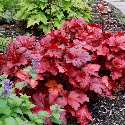 Heuchera FOREVER® 'Red' Heuchera FOREVER® 'Red'