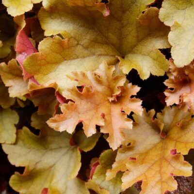 Heuchera 'Marmalade' Heuchera 'Marmalade'