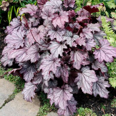 Heuchera 'Spellbound' Heuchera 'Spellbound'