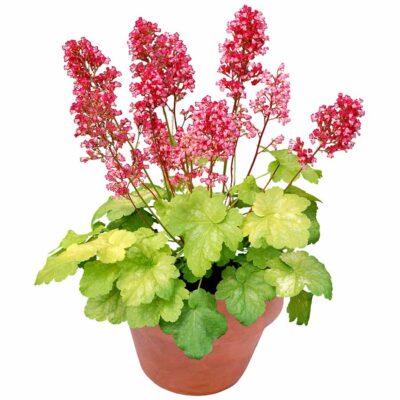 Heuchera LITTLE CUTIES™ 'Sweet Tart' Heuchera LITTLE CUTIES™ 'Sweet Tart'