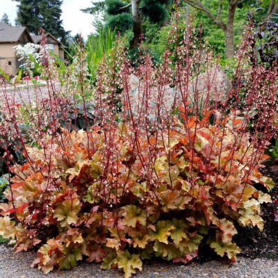 Heuchera 'Zipper' Heuchera 'Zipper'