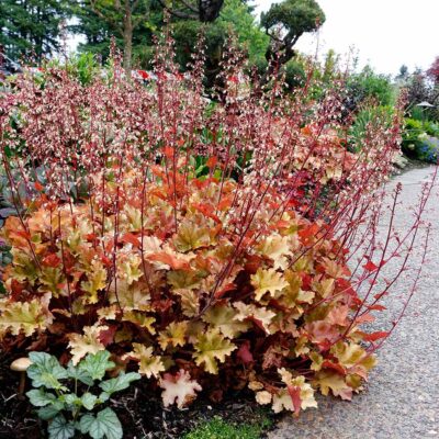 Heuchera 'Zipper' Heuchera 'Zipper'