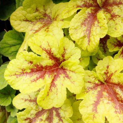Heucherella 'Mojito' Heucherella 'Mojito'