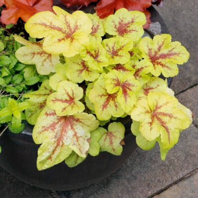 Heucherella 'Mojito' Heucherella 'Mojito'