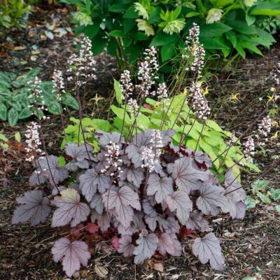 Heucherella 'Plum Cascade' Heucherella 'Plum Cascade'