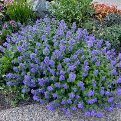 Nepeta NOVA® 'Blue' Nepeta NOVA® 'Blue'