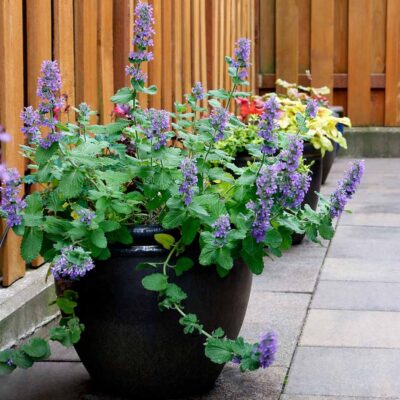 Nepeta 'Purple Haze' Nepeta 'Purple Haze'