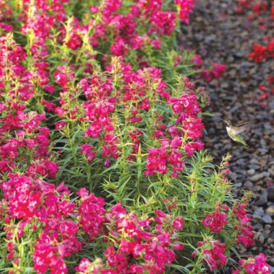Penstemon HARLEQUIN™ 'Magenta' Penstemon HARLEQUIN™ 'Magenta'