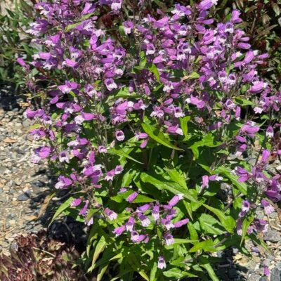 Penstemon NOVA® 'Twilight' Penstemon NOVA® 'Twilight'