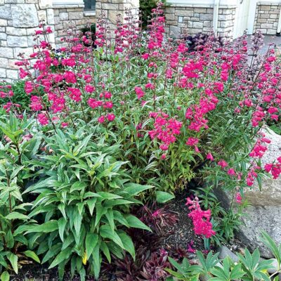 Penstemon 'Parade of Parrots' Penstemon 'Parade of Parrots'