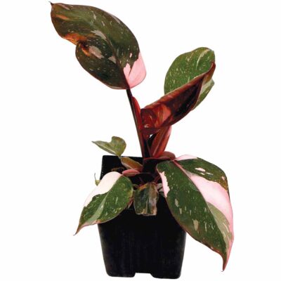 Philodendron 'Pink Princess' Philodendron 'Pink Princess'