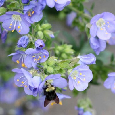 Polemonium 'Hurricane Ridge' Polemonium 'Hurricane Ridge'