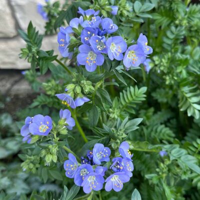 Polemonium 'Hurricane Ridge' Polemonium 'Hurricane Ridge'