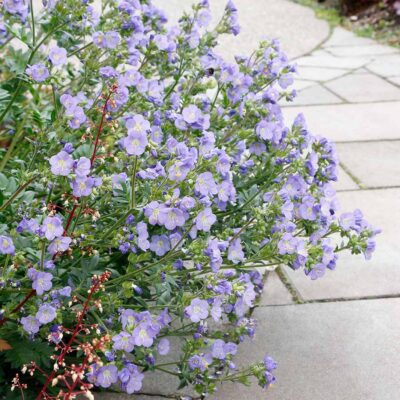 Polemonium 'Hurricane Ridge' Polemonium 'Hurricane Ridge'