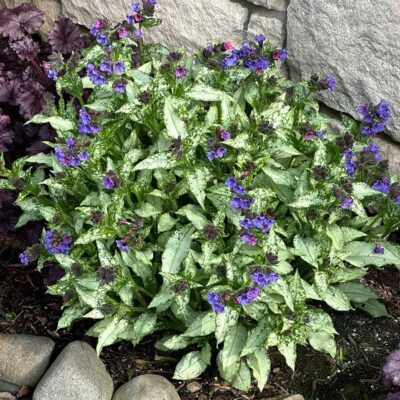 Pulmonaria 'Silver Scimitar' Pulmonaria 'Silver Scimitar'
