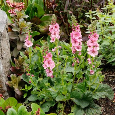 Verbascum 'Lavender Lass' Verbascum 'Lavender Lass'
