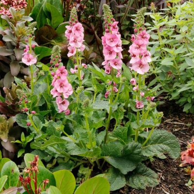 Verbascum 'Lavender Lass' Verbascum 'Lavender Lass'