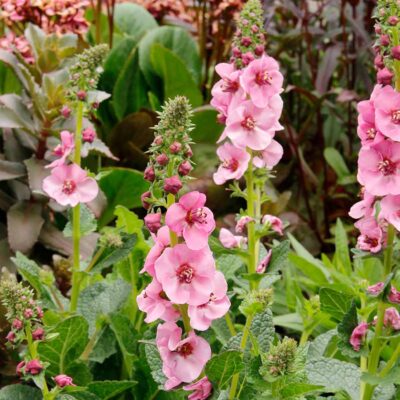 Verbascum 'Lavender Lass' Verbascum 'Lavender Lass'