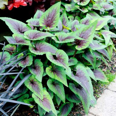 Viola 'Heartthrob' Viola 'Heartthrob'