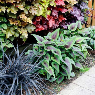 Viola 'Heartthrob' Viola 'Heartthrob'