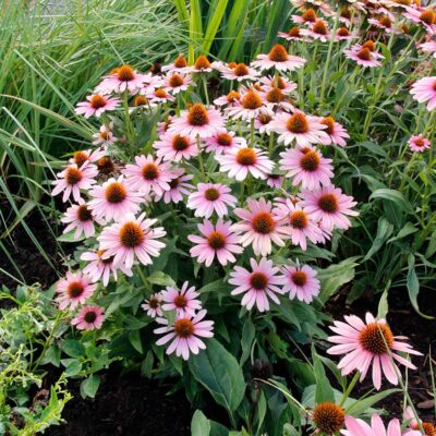 Echinacea 'French Tips'