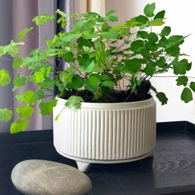 Thalictrum 'Black Stockings' Thalictrum 'Black Stockings'