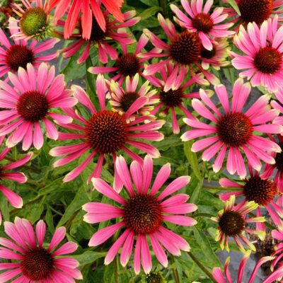 Echinacea PRIMA™ 'Spider' Echinacea PRIMA™ 'Spider'