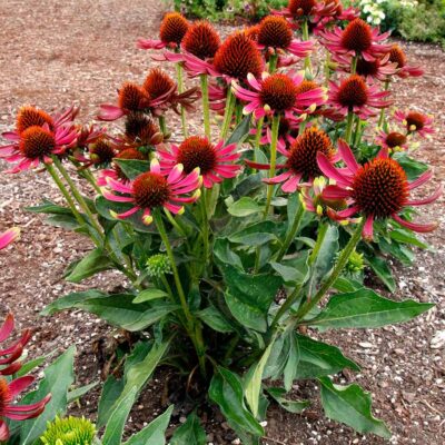 Echinacea PRIMA™ 'Spider' Echinacea PRIMA™ 'Spider'