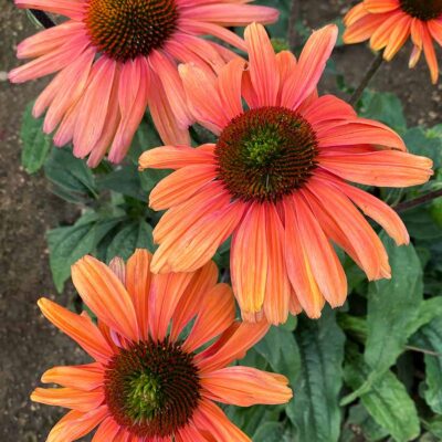 Echinacea REVELATION® 'Monarch'
