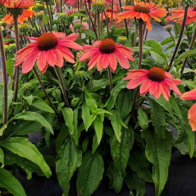 Echinacea REVELATION® 'Monarch'