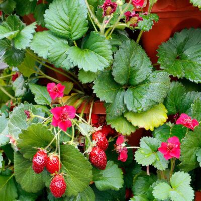 Fragaria PRETTY, TASTY™ 'Ruby'