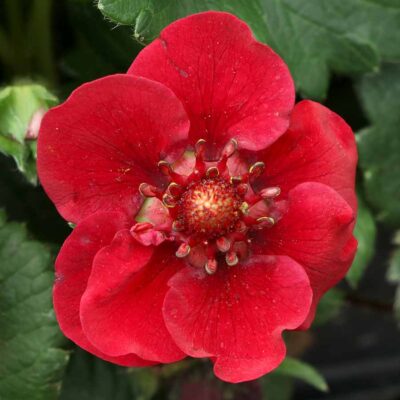 Fragaria PRETTY, TASTY™ 'Ruby'