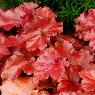 Heuchera GRANDE™ 'Carnelian'