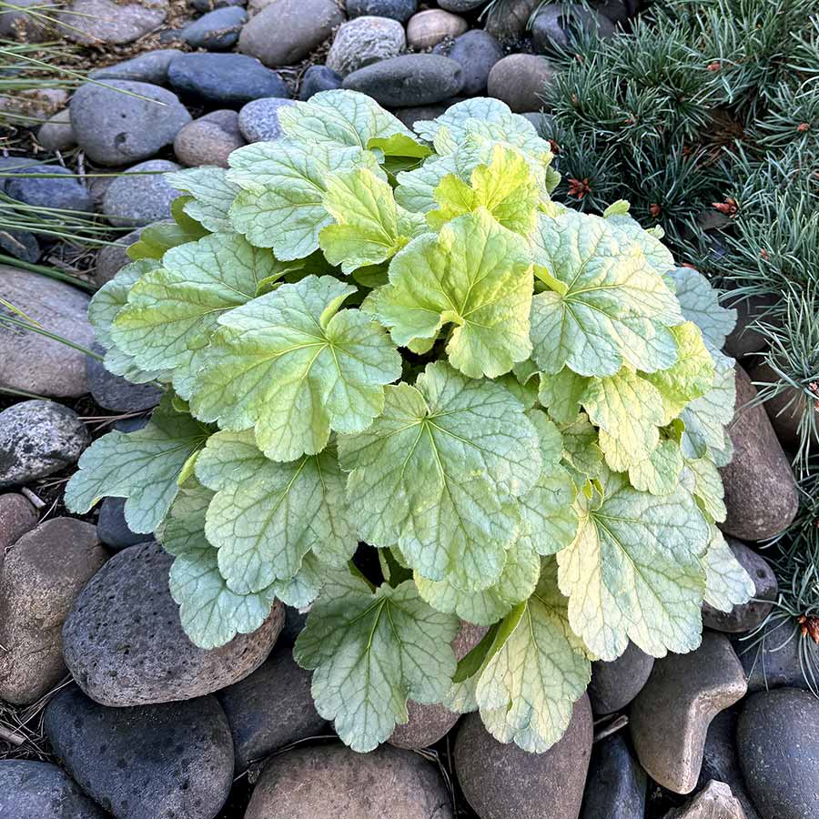 Heuchera 'Sea Glass'