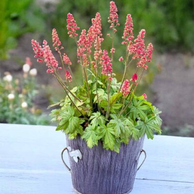 Heucherella 'Pink Stardust'