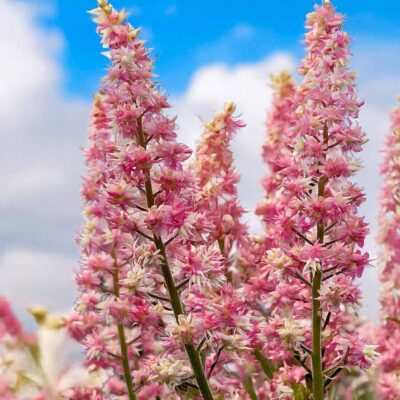 Heucherella 'Pink Stardust' Heucherella 'Pink Stardust'