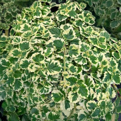 Plectranthus NOVA® 'Brilliant' Plectranthus NOVA® 'Brilliant'
