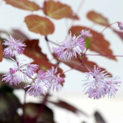 Thalictrum NOVA® 'Star' Thalictrum NOVA® 'Star'