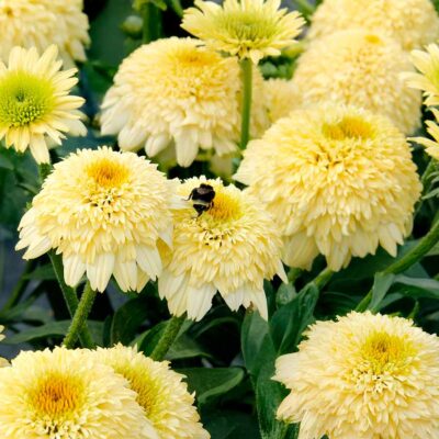 Echinacea DELIGHTFUL™ 'Prosecco'