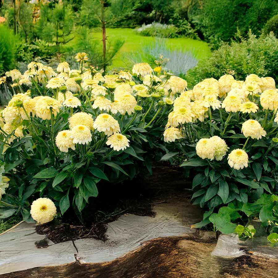 Echinacea DELIGHTFUL™ 'Prosecco'