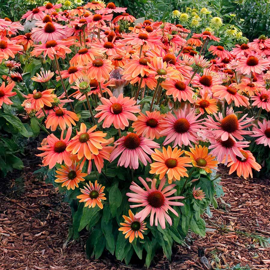 Echinacea REVELATION® 'Monarch'