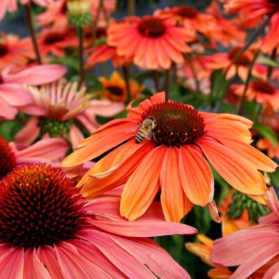 Echinacea REVELATION® 'Monarch'