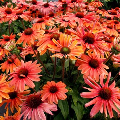 Echinacea REVELATION® 'Monarch'