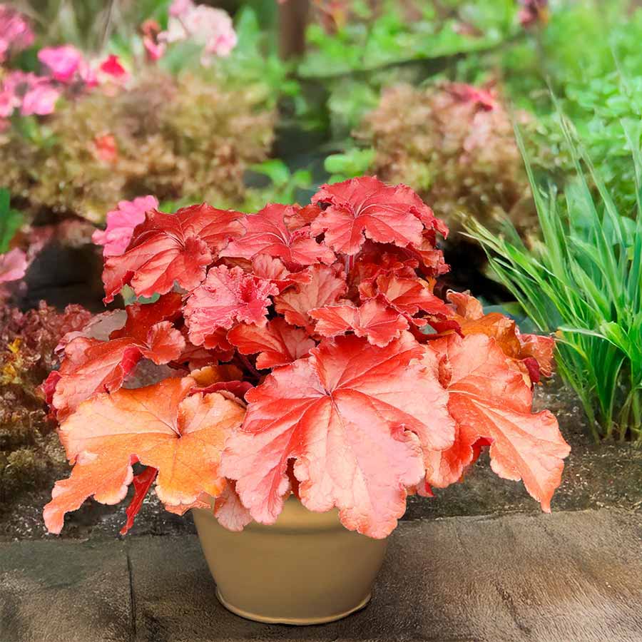 Heuchera GRANDE™ 'Carnelian'