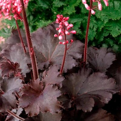 Heuchera LITTLE CUTIES™ 'Coco Loco' Heuchera LITTLE CUTIES™ 'Coco Loco'