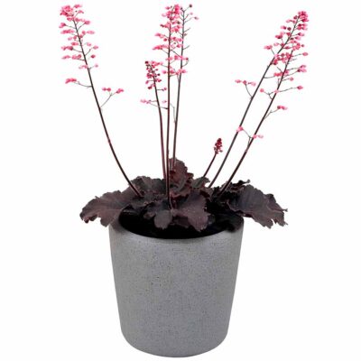 Heuchera LITTLE CUTIES™ 'Coco Loco' Heuchera LITTLE CUTIES™ 'Coco Loco'