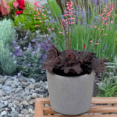 Heuchera LITTLE CUTIES™ 'Coco Loco' Heuchera LITTLE CUTIES™ 'Coco Loco'