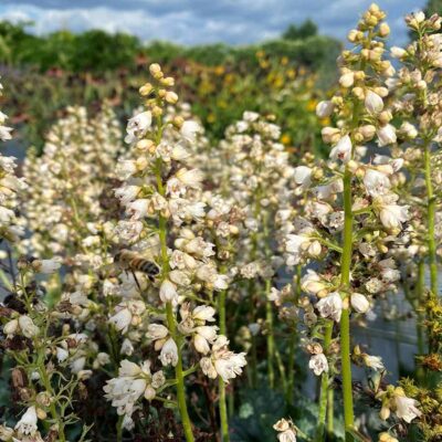 Heuchera 'Paris White'
